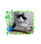 シロシロシロ（個別スタンプ：7）