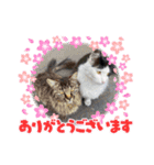 シロシロシロ（個別スタンプ：11）