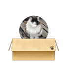 シロシロシロ（個別スタンプ：12）