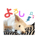 ワンダフルぶぶ助（個別スタンプ：1）
