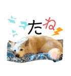 ワンダフルぶぶ助（個別スタンプ：10）