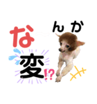 ワンダフルぶぶ助（個別スタンプ：13）