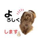 ワンダフルぶぶ助（個別スタンプ：16）