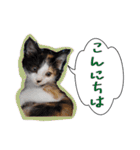 三毛猫BiBi-chan  吹き出し編（個別スタンプ：3）