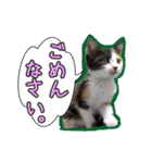 三毛猫BiBi-chan  吹き出し編（個別スタンプ：21）