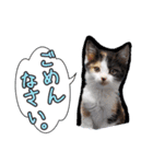 三毛猫BiBi-chan  吹き出し編（個別スタンプ：22）