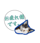 三毛猫BiBi-chan  吹き出し編（個別スタンプ：29）