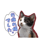 三毛猫BiBi-chan  吹き出し編（個別スタンプ：30）