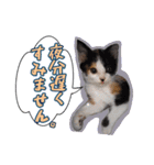 三毛猫BiBi-chan  吹き出し編（個別スタンプ：34）