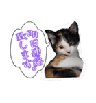 三毛猫BiBi-chan  吹き出し編（個別スタンプ：36）