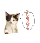 三毛猫BiBi-chan  吹き出し編（個別スタンプ：40）