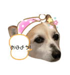 コーギーミミちゃんダヨーン（個別スタンプ：1）