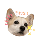 コーギーミミちゃんダヨーン（個別スタンプ：4）