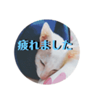 三角な猫7（個別スタンプ：2）
