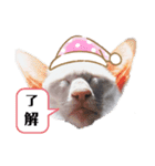 三角な猫7（個別スタンプ：5）