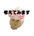 三角な猫7（個別スタンプ：6）