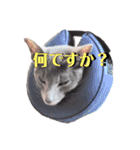 三角な猫7（個別スタンプ：7）