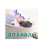 三角な猫7（個別スタンプ：8）