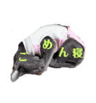 三角な猫7（個別スタンプ：10）