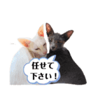 三角な猫7（個別スタンプ：11）