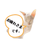 三角な猫7（個別スタンプ：12）