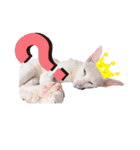 三角な猫7（個別スタンプ：13）