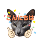 三角な猫7（個別スタンプ：14）
