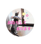 三角な猫7（個別スタンプ：15）