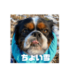 キャバリアのブサミル1（個別スタンプ：1）