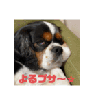 キャバリアのブサミル1（個別スタンプ：2）