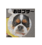 キャバリアのブサミル1（個別スタンプ：5）