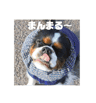 キャバリアのブサミル1（個別スタンプ：6）
