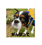 キャバリアのブサミル1（個別スタンプ：8）