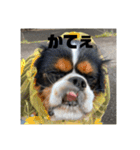 キャバリアのブサミル1（個別スタンプ：11）
