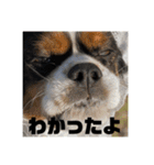 キャバリアのブサミル1（個別スタンプ：14）