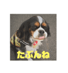 キャバリアのブサミル1（個別スタンプ：15）