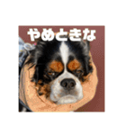 キャバリアのブサミル1（個別スタンプ：16）
