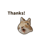 What's up, Everybun！ (English ver.)（個別スタンプ：2）