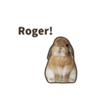 What's up, Everybun！ (English ver.)（個別スタンプ：3）
