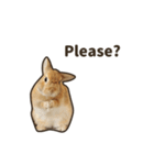 What's up, Everybun！ (English ver.)（個別スタンプ：7）