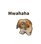 What's up, Everybun！ (English ver.)（個別スタンプ：12）