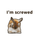 What's up, Everybun！ (English ver.)（個別スタンプ：15）