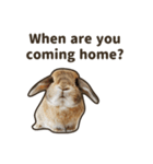 What's up, Everybun！ (English ver.)（個別スタンプ：18）