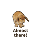 What's up, Everybun！ (English ver.)（個別スタンプ：20）