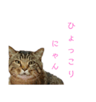 魚屋さんの猫店長2（個別スタンプ：2）