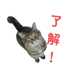 魚屋さんの猫店長2（個別スタンプ：5）