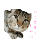魚屋さんの猫店長2（個別スタンプ：6）