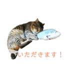 魚屋さんの猫店長2（個別スタンプ：9）