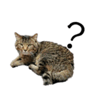魚屋さんの猫店長2（個別スタンプ：18）