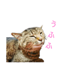 魚屋さんの猫店長2（個別スタンプ：28）